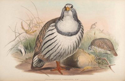 Tetraogallus tibetanus von John Gould